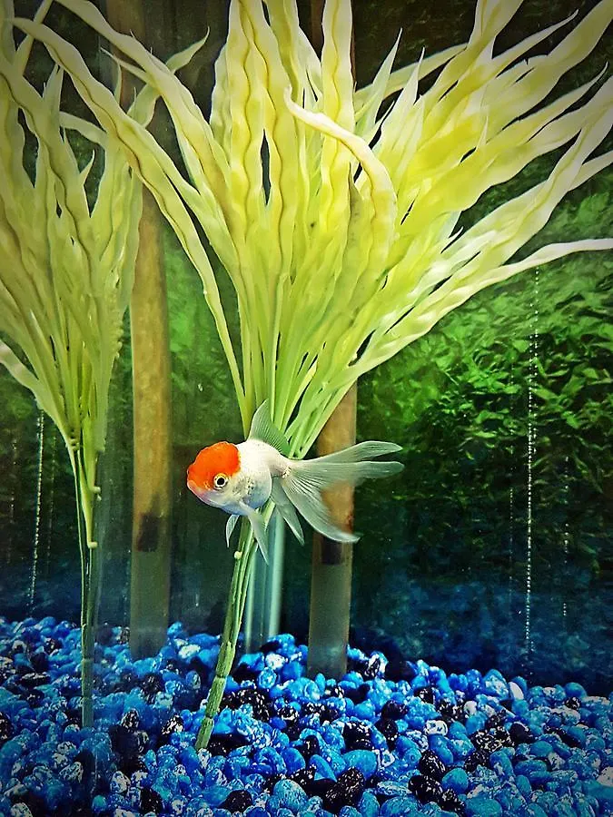 Aquarium Hotel Riyadh